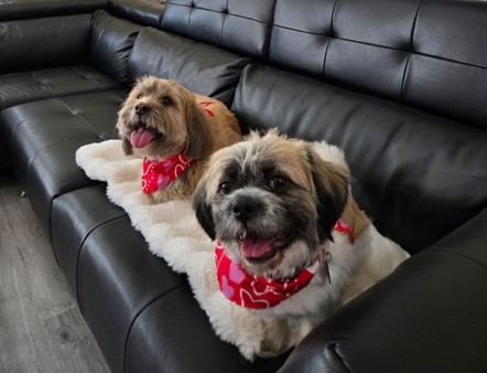 couch cuddles