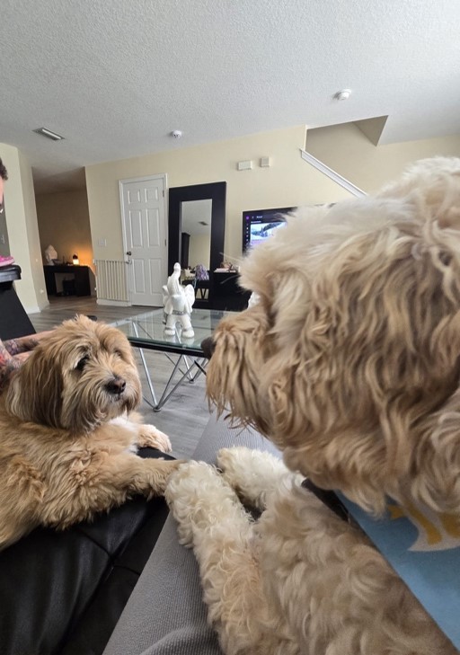 living room hangs