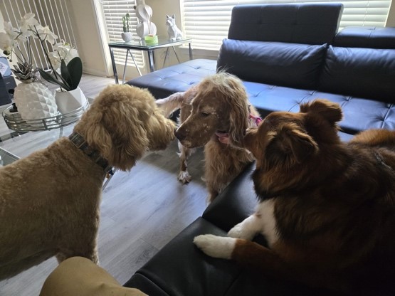 the whole pack